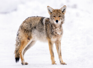 Obraz premium Just a day in the park. Resident coyote of Yellowstone trying to trick visitors in the park for a treat.