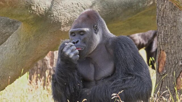 western lowland gorilla silverback in zoo sitting eating