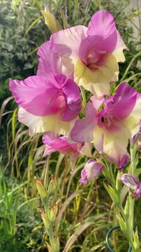 Vertical view of a beautiful Gladiolus Flower, blooming in pink and yellow and white colors,