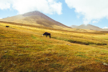 Lone yak grazes in golden highland grass. Mountains rise behind under soft clouds. Scene feels calm and untouched. Perfect for travel, nature, or adventure themes © Pauli