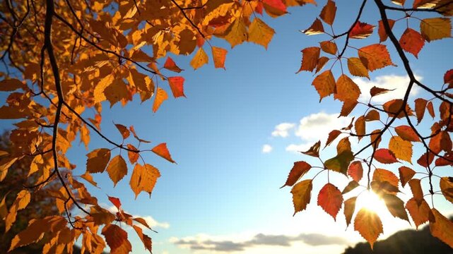 Vibrant autumn leaves framing a sunny blue sky during fall season