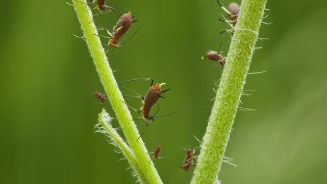 aphids hanging on a plant stem sucking
