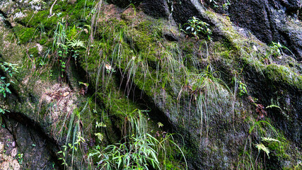 Moss covered rocky cliff in Sanqing Mountain,China © Jiajie Qiu