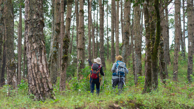 Hikers seen from behind, growing small deeper into the woods