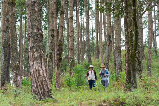 A hiker glances back while walking through a dense pine forest