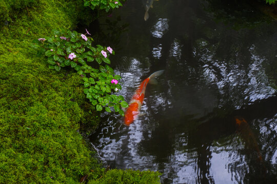 Colorful fancy carp fish (koi fish) in a garden pond in Japan,nishikigoi or orange carp.