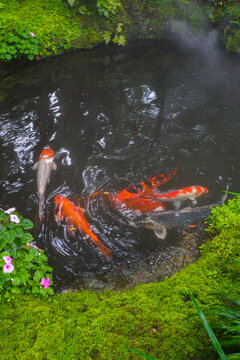 Colorful fancy carp fish (koi fish) in a garden pond in Japan,nishikigoi or orange carp.