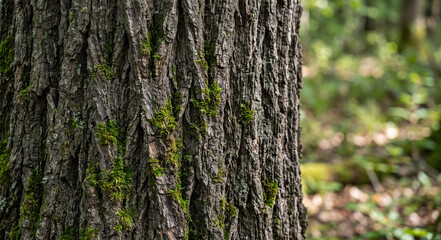 Obraz premium close-up tree bark with moss growth