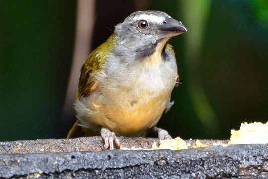 Buff-throated saltator perched attentively on a feeding station in cloudforest, Mindo, Ecuador