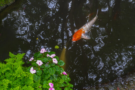 Colorful fancy carp fish (koi fish) in a garden pond in Japan,nishikigoi or orange carp.