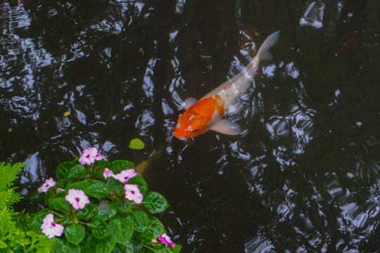 Colorful fancy carp fish (koi fish) in a garden pond in Japan,nishikigoi or orange carp.