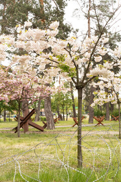 Cherry Blossom and Anti Tank Obstacles
