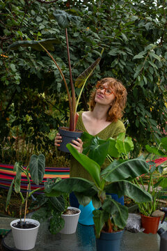 Woman admiring a tall potted alocasia in tropical garden