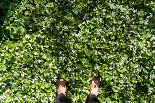 Bare Feet Among Spring Wildflowers