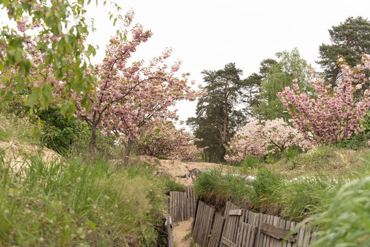 Cherry Trees Around Defensive Earthworks
