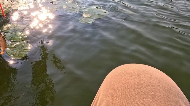 First-person view of a fish being pulled out on a fishing line into the sunlit ripples on the lake water near the water lilies caught on a fishing line. The fish is hanging on a hook.