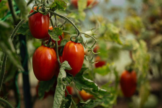 Close-up of ripe Roma tomatoes on vine