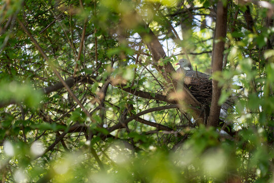 Wood Pigeon Resting on Nest