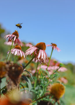 Bumblebee Hovering Above Purple Coneflowers in Summer