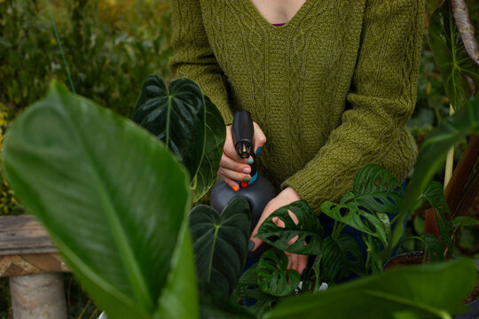 Woman misting Monstera  among tropical plants