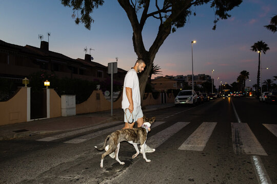 Young man walking his dog on a pedestrian crosswalk at dusk