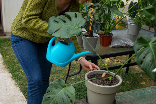 Woman watering a potted monstera plant in garden