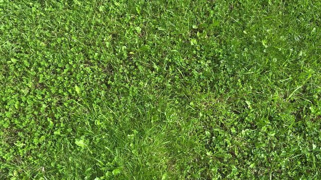 The camera pans from right to left, revealing a lush, green, neatly trimmed lawn bathed in sunlight. View from above.
