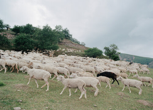 Hillside Grazing