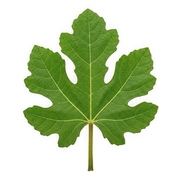 A detailed green fig leaf with distinct lobes and prominent veins isolated on transparent background