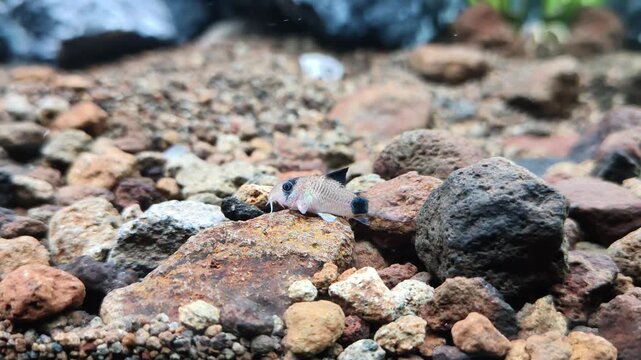 Panda corydoras resting on rock in freshwater aquarium