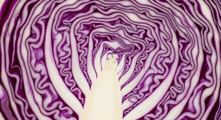 Obraz premium Red cabbage cross section revealing intricate internal leaf patterns and organic geometry.