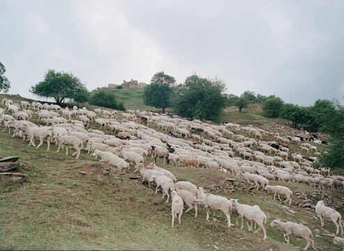 Hillside Grazing