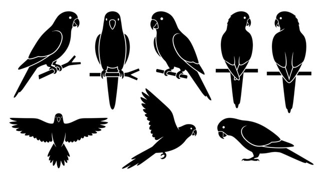 Set of black parrot silhouettes in various poses on a white background