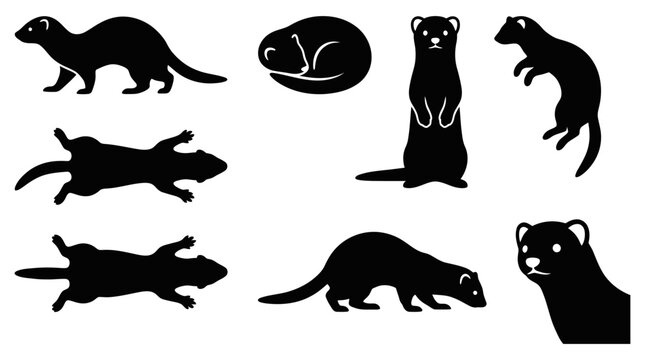 Set of black silhouettes of ferrets in various poses on white background