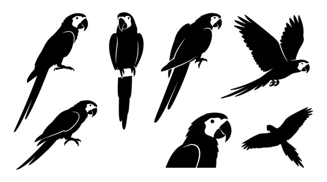 Set of black macaw parrot silhouettes in various flying and perched poses