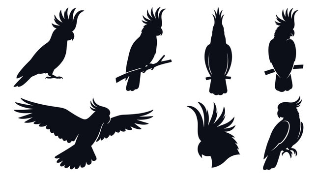 Set of black silhouettes of cockatoo parrots in various poses on white