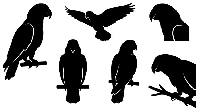 Set of black parrot silhouettes in various poses isolated on white background