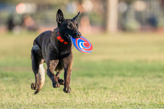 Malinos dog with all four feet off the ground after catching a disk