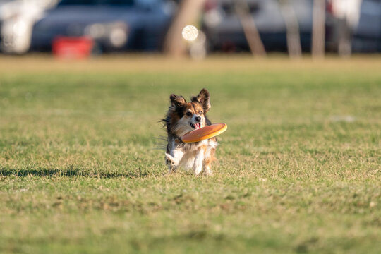 Multi-colored miniature American shepherd about to catch a disk
