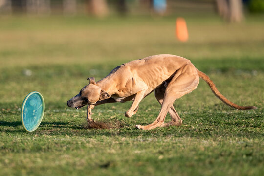 Mixed breed greyhound dog about to grab a rolling disk