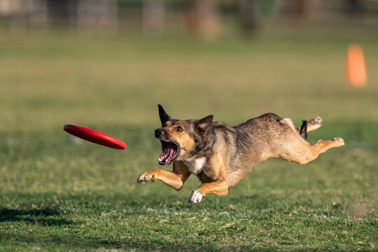 Brown dog in the grass about to grab a red disk