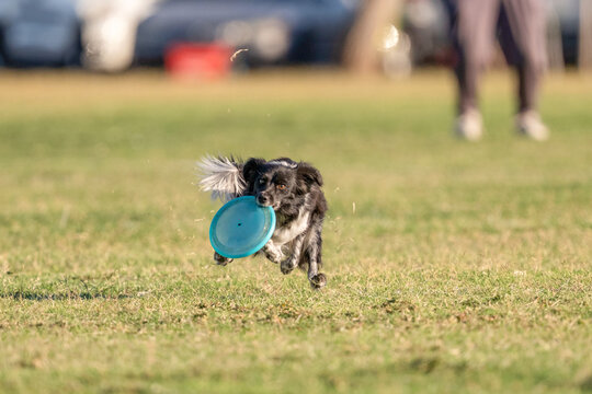 Miniature American shepherd dog with a disk in the grass