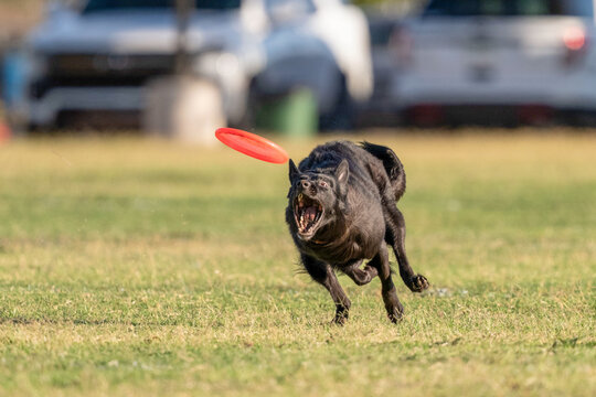 Black German shepherd about to catch a red disk