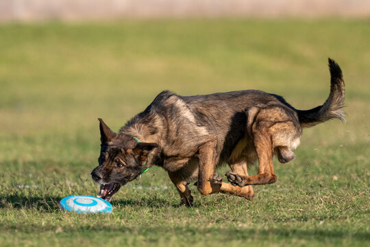 Belgian Malinois grabbing a disk in the lawn