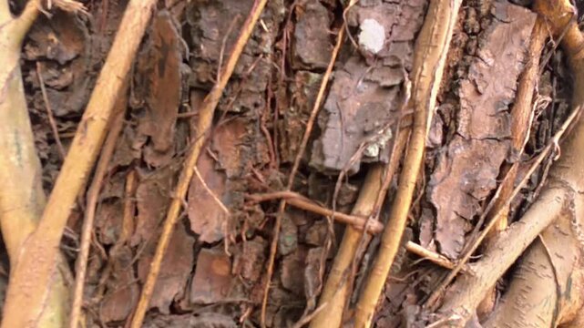 Close up natural tree bark with climbing roots texture