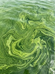 Obraz premium Abstract Green Algal Bloom Swirling on Water Surface, Harmful Cyanobacteria Growth in Lake or Pond