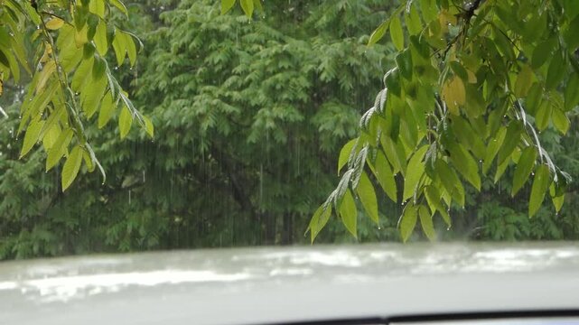 Raindrops falling through lush green tree branches with wet leaves in foreground over blurred foliage background.