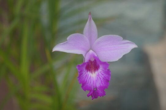 purple iris flower