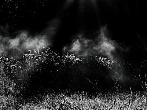 Crepuscular rays shining over a meadow with wildflowers
