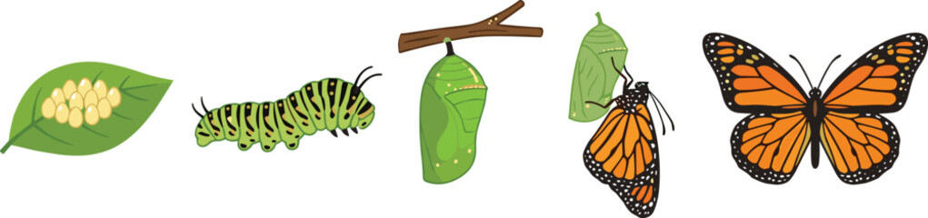 Fototapeta premium Monarch Butterfly Life Cycle Vector Diagram Showing Metamorphosis Stages From Eggs on Leaf Caterpillar Chrysalis and Emerging to Full Adult Insect Illustration